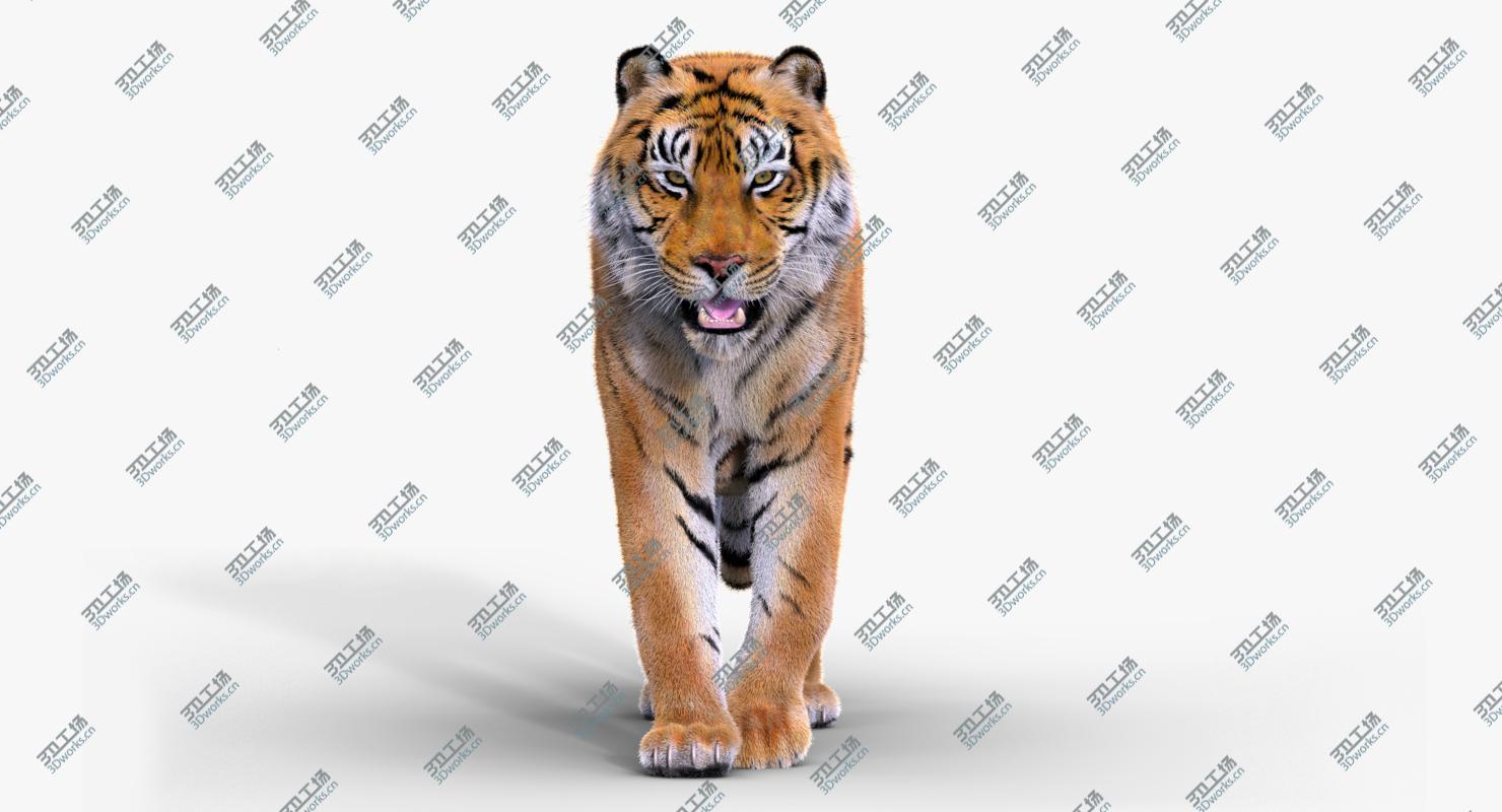 images/goods_img/2021040165/Tiger(Rigged, Fur) 3D/3.jpg